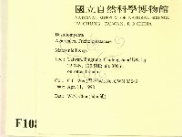 微皮傘屬藏品圖，第2張