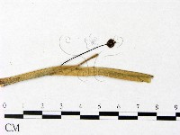微皮傘屬藏品圖，第3張