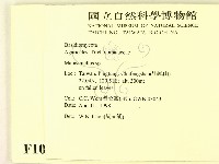微皮傘屬藏品圖，第2張