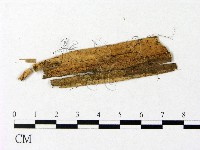 微皮傘屬藏品圖，第1張