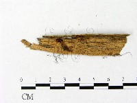 微皮傘屬藏品圖，第3張