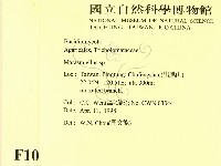微皮傘屬藏品圖，第2張