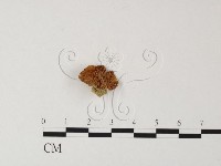 登錄號:F0010861藏品圖，第1張
