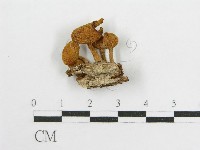 登錄號:F0010862藏品圖，第1張