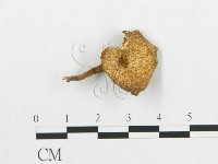 登錄號:F0010863藏品圖，第1張