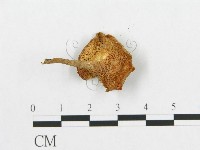 登錄號:F0010863藏品圖，第3張