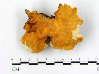 登錄號:F0010864藏品圖，第1張