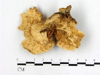 登錄號:F0010864藏品圖，第3張