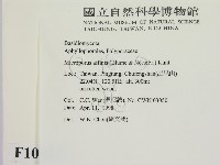 相鄰小孔菌藏品圖，第2張