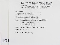 蠔韌革菌藏品圖，第2張