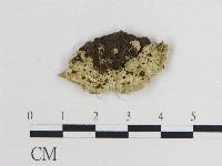 登錄號:F0010869藏品圖，第3張