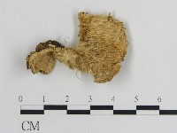 登錄號:F0010870藏品圖，第3張
