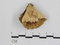 登錄號:F0010871藏品圖，第1張