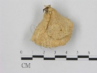 登錄號:F0010871藏品圖，第3張