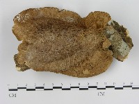 登錄號:F0010872藏品圖，第1張