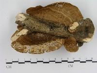 登錄號:F0010872藏品圖，第3張