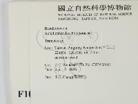 栓菌屬藏品圖，第2張
