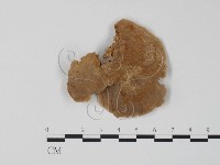 栓菌屬藏品圖，第1張