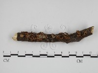登錄號:F0010874藏品圖，第1張