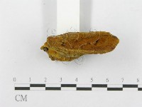 登錄號:F0010875藏品圖，第4張