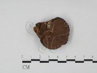 登錄號:F0010876藏品圖，第3張
