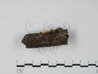 登錄號:F0010878藏品圖，第1張