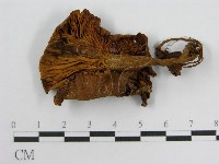 登錄號:F0010880藏品圖，第1張
