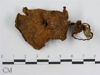 登錄號:F0010880藏品圖，第3張