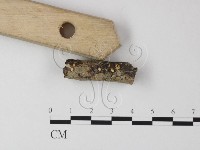 登錄號:F0010881藏品圖，第1張