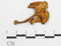 登錄號:F0010883藏品圖，第1張