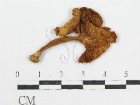 登錄號:F0010883藏品圖，第3張