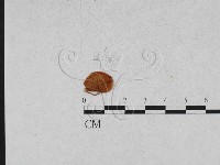 登錄號:F0010886藏品圖，第1張