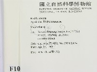 小皮傘屬藏品圖，第2張