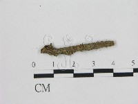 小皮傘屬藏品圖，第1張