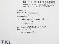 微皮傘屬藏品圖，第2張