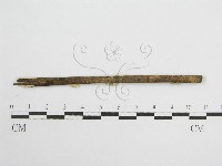 微皮傘屬藏品圖，第3張