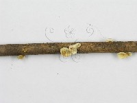 微皮傘屬藏品圖，第4張