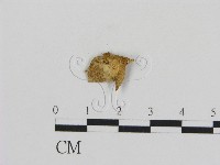 登錄號:F0010889藏品圖，第1張
