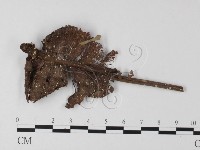 登錄號:F0010890藏品圖，第1張