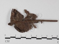 登錄號:F0010890藏品圖，第3張