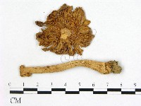 登錄號:F0010891藏品圖，第3張