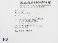 紅菇屬藏品圖，第2張