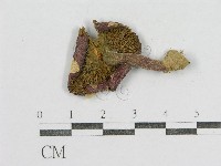 紅菇屬藏品圖，第3張