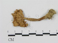 登錄號:F0010894藏品圖，第1張
