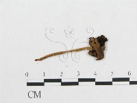 登錄號:F0010895藏品圖，第3張
