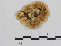登錄號:F0010897藏品圖，第3張
