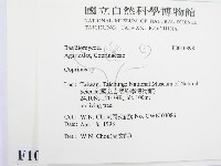 鬼傘屬藏品圖，第2張