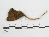 鬼傘屬藏品圖，第1張
