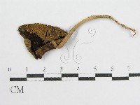 鬼傘屬藏品圖，第3張