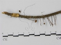登錄號:F0010899藏品圖，第1張